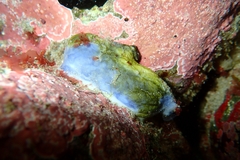 Asterocarpa coerulea