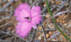 Thysanotus thyrsoideus