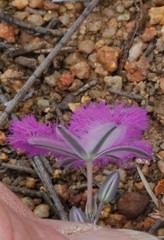 Thysanotus thyrsoideus