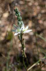 Ornithogalum juncifolium