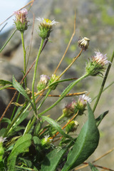 Erigeron nivalis