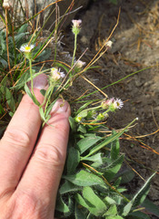 Erigeron nivalis