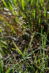 Adenochloa ecklonii