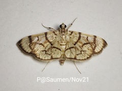 Syllepte straminalis