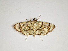 Syllepte straminalis