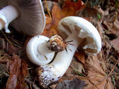 Agaricus albolutescens