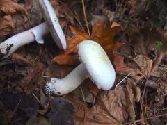 Agaricus albolutescens