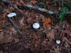 Agaricus albolutescens