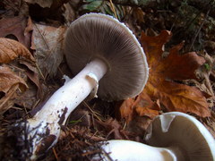 Agaricus albolutescens
