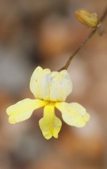 Goodenia concinna
