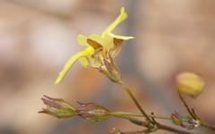 Goodenia concinna