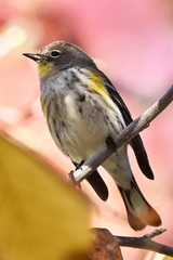 Setophaga coronata