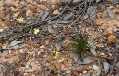 Goodenia concinna