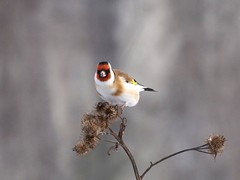 Carduelis carduelis