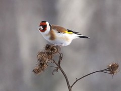 Carduelis carduelis