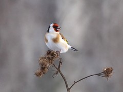Carduelis carduelis