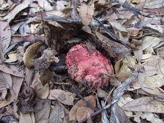 Butyriboletus autumniregius
