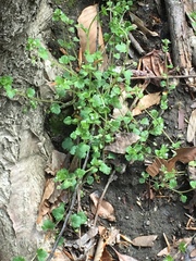 Veronica hederifolia-sublobata-triloba