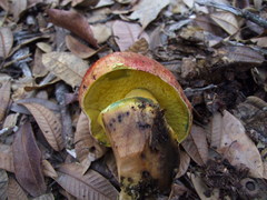 Butyriboletus autumniregius