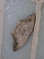 Oxymacaria temeraria