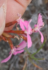 Stylidium albomontis