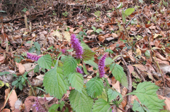 Elsholtzia splendens