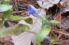 Gentiana scabra