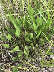 Rudbeckia texana