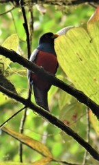 Trogon comptus
