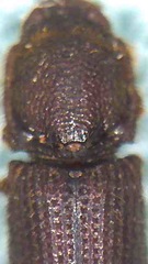 Pycnomerodes peregrinus