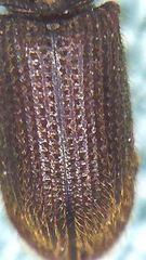 Pycnomerodes peregrinus