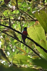Trogon comptus