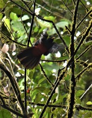 Trogon comptus