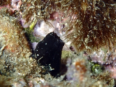 Phallusia fumigata