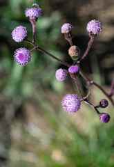 Senecio discodregeanus