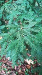 Sequoia sempervirens