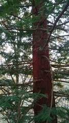 Sequoia sempervirens