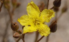 Ornduffia parnassifolia