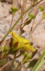 Ornduffia parnassifolia