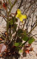 Ornduffia parnassifolia
