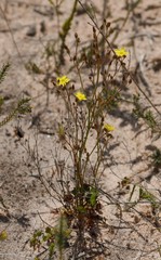 Ornduffia parnassifolia