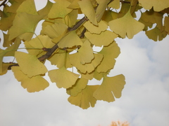 Ginkgo biloba