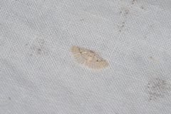 Alucita flavofascia