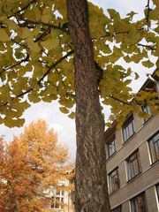 Ginkgo biloba