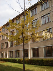 Ginkgo biloba