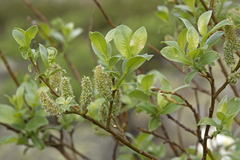 Salix uralicola