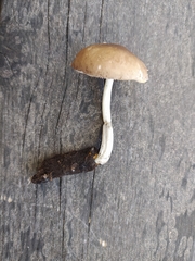 Pluteus phlebophorus