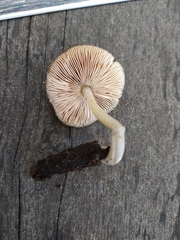 Pluteus phlebophorus