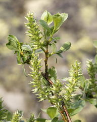Salix uralicola