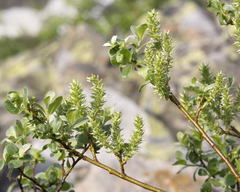 Salix uralicola